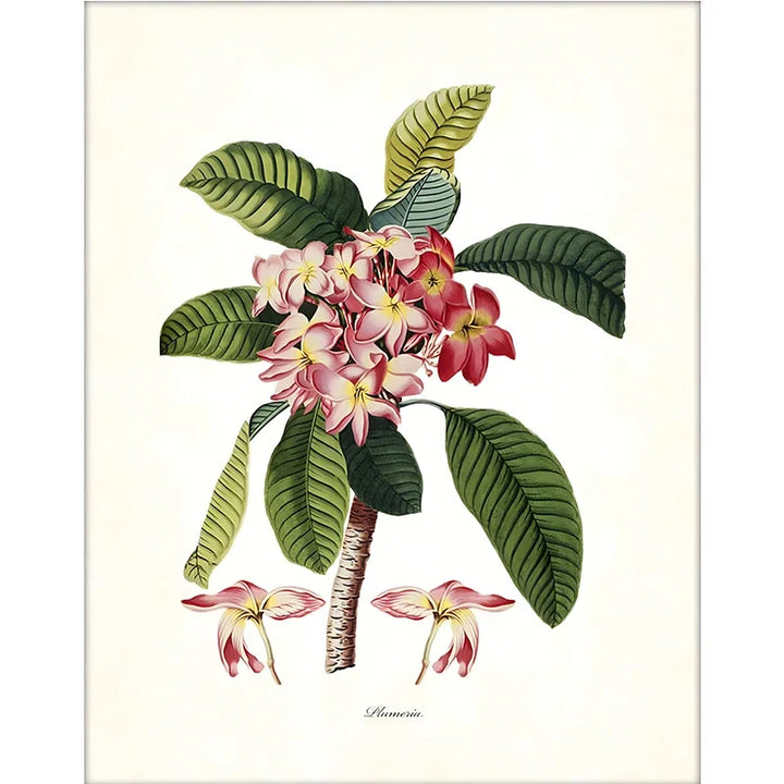 Vintage Tropical Botanical Canvas Print
