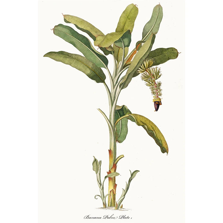 Vintage Tropical Botanical Canvas Print
